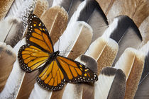 Monarch Butterfly on Turkey Feather Design by Danita Delimont