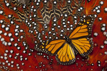 Monarch Butterfly on Tragopan Body Feather Design by Danita Delimont