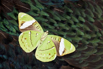 Olive Green Butterfly on Breast Feathers of Ring-Necked Phea... by Danita Delimont