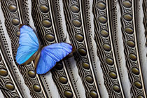 Butterfly, Blue Morpho, on Feather Argus Pheasant Wing Design by Danita Delimont