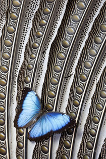 Butterfly, Blue Morpho, on Feather Argus Pheasant Wing Design by Danita Delimont