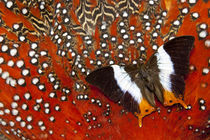 Butterfly on Tragopan Body Feather Design von Danita Delimont
