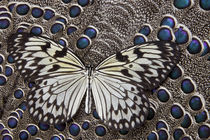 Paper Kite Butterfly on Grey Peacock Pheasant Feather Design by Danita Delimont