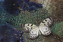 Paper Kite Butterfly on Breast Feathers of Ring-Necked Pheasant Design by Danita Delimont