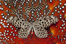 Paper Kite Butterfly on Tragopan Body Feather Design von Danita Delimont