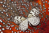 Paper Kite Butterfly on Tragopan Body Feather Design von Danita Delimont