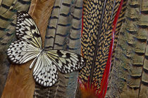 Paper Kite Butterfly on Tail Feathers of variety of Pheasants by Danita Delimont