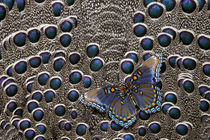 North American Red-spotted Purple Butterfly on Grey Peacock ... by Danita Delimont