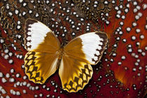Stichophthalma, Queen Butterfly on Tragopan body feather design von Danita Delimont