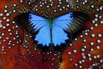 Blue Mountain Swallowtail Butterfly on Tragopan Body Feather Design by Danita Delimont
