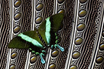 Swallowtail Butterfly on Feather Design von Danita Delimont