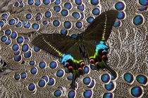 Tropical Swallowtail, Papilio Krishna, Butterfly on Grey Pea... von Danita Delimont