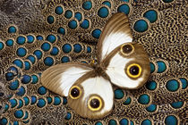 Tan with Eye spots Taenaris catops Butterfly on Malayan Peac... by Danita Delimont