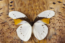 Male Taenaris schoenbergi Butterfly on Breast Feathers of Ri... by Danita Delimont