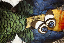 Taenaris bioculatus Butterfly on Lady Amherst Pheasant Feather Design by Danita Delimont
