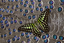 Tailed Jay Butterfly on Grey Peacock Pheasant Feather Design by Danita Delimont