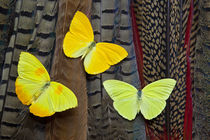 Trio of Yellow Sulfur Butterflies on Tail Feathers of variet... by Danita Delimont