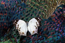 Salamis Butterfly on Breast Feathers of Ring-Necked Pheasant Design by Danita Delimont