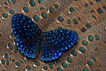 Cracker Butterfly on Malayan Peacock-Pheasant Feather Design by Danita Delimont