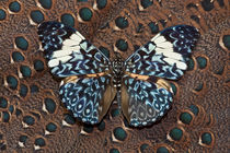 Cracker Butterfly on Malayan Peacock-Pheasant Feather Design von Danita Delimont