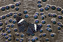 Starry night Cracker Butterfly on Grey Peacock Pheasant Feather Design von Danita Delimont