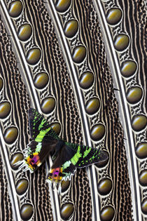 Day-flying moth, Madagascan Sunset Moth on Argus Pheasant Fe... von Danita Delimont