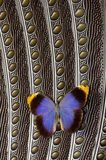 Owl Butterfly on Argus Wing Feathers von Danita Delimont