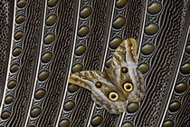 Owl Butterfly on Argus Wing Feathers von Danita Delimont