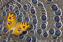 Pansy Butterfly on Grey Peacock Pheasant Feather Design by Danita Delimont