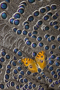 Pansy Butterfly on Grey Peacock Pheasant Feather Design von Danita Delimont
