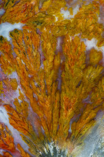 Plume Agate, Sammamish, Washington von Danita Delimont