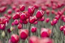 United States, Washington State, Mount Vernon, tulip fields ... von Danita Delimont