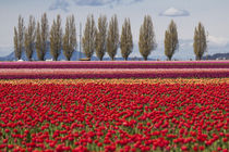 United States, Washington State, Mount Vernon, tulip fields ... by Danita Delimont