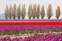 United States, Washington State, Mount Vernon, tulip fields ... von Danita Delimont