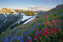 Washington state. A profusion of Indian Paintbrush and Lupin... von Danita Delimont
