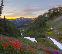 Washington state, Olympic National Park. Indian Paintbrush a... by Danita Delimont