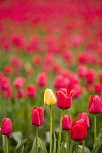 One yellow tulip in a field of red tulips, Skagit Valley, Washington by Danita Delimont