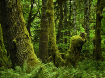 Quinnalt Rain Forest 1 by Danita Delimont