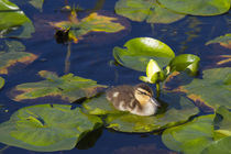 WA, Juanita Bay Wetland, Mallard duck, duckling by Danita Delimont