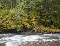 WA, Gifford Pinchot National Forest, Lewis River by Danita Delimont