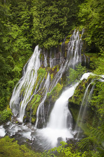 WA, Gifford Pinchot National Forest, Panther Creek Falls, wi... by Danita Delimont