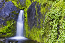 USA, Washington, Mount Rainier National Park, Moss covered r... by Danita Delimont