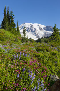 USA, Washington, Mount Rainier National Park, Summer wildflowers. von Danita Delimont