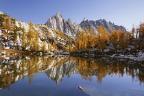 Washington, Prusik peak and larch trees reflected in Sprite ... by Danita Delimont