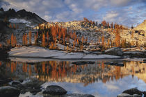 Washington, Magic Meadow with golden larch trees reflected i... by Danita Delimont