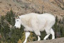 USA, Washington State, Alpine Lakes Wilderness, Mountain goat by Danita Delimont