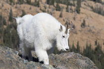 Washington State, Alpine Lakes Wilderness, Mountain goat, Nanny von Danita Delimont