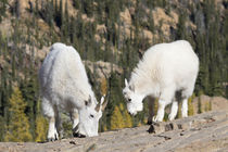 Washington State, Alpine Lakes Wilderness, Mountain goats, N... von Danita Delimont