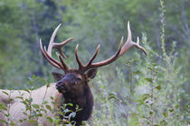 Roosevelt Bull Elk by Danita Delimont