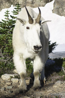 Mountain Goat at Wing Lake. by Danita Delimont